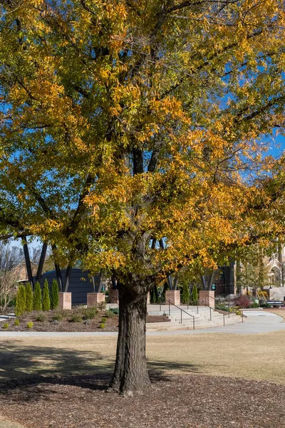 Tapety Modrou Oblohou Podzimní Barevné Stromy Charlotte Severní Karolína Usa — Stock fotografie