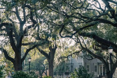 Güzel ağaçlarla dolu Forsyth Park. Savannah, Georgia, ABD. 