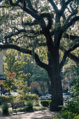 Güzel ağaçlarla dolu Forsyth Park. Savannah, Georgia, ABD. 