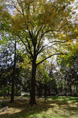 Güzel ağaçlarla dolu Forsyth Park. Savannah, Georgia, ABD. 