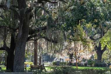 Güzel ağaçlarla dolu Forsyth Park. Savannah, Georgia, ABD. 