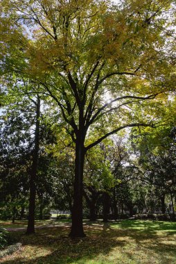 Güzel ağaçlarla dolu Forsyth Park. Savannah, Georgia, ABD. 