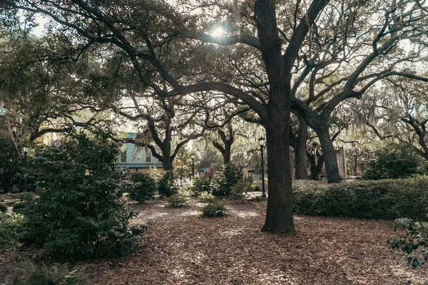 Forsyth Park Mit Schönen Bäumen Savannah Georgia Vereinigte Staaten — Stockfoto