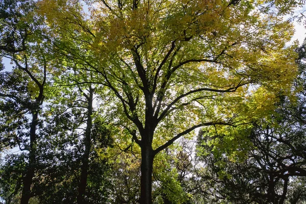 Форсайт Парк Красивыми Деревьями Саванна Джорджия Соединенные Штаты — стоковое фото