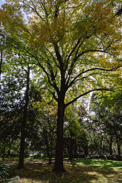 Forsyth park with beautiful trees. Savannah, Georgia, United States.