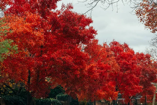 Tapeta Błękitnym Niebem Jesienne Kolorowe Drzewa Aleksandria Wirginia Stany Zjednoczone — Zdjęcie stockowe
