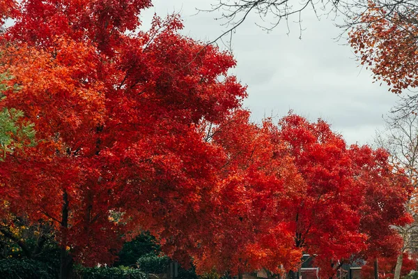 Tapeta Błękitnym Niebem Jesienne Kolorowe Drzewa Aleksandria Wirginia Stany Zjednoczone — Zdjęcie stockowe