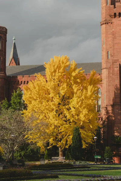 黄色的秋天树和蓝色的天空 美国弗吉尼亚 — 图库照片
