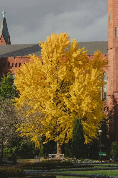 黄色的秋天树和蓝色的天空 美国弗吉尼亚 — 图库照片