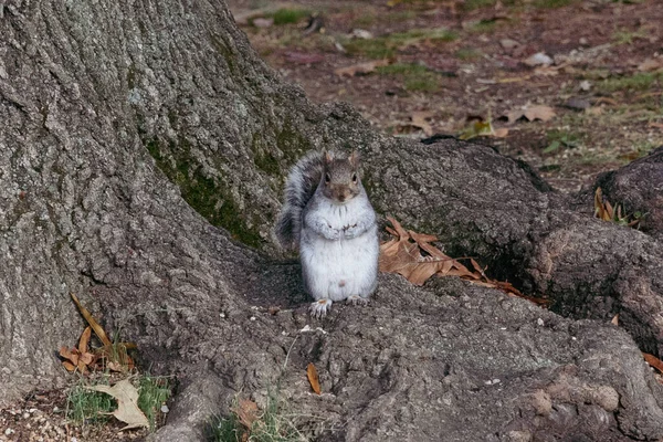 Orava Puistossa Etualalla Viriginia Yhdysvallat — kuvapankkivalokuva