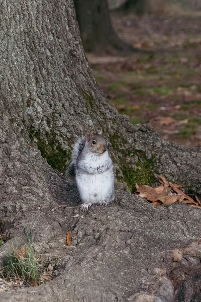 Eichhörnchen Park Vordergrund Viriginia Vereinigten Staaten — Stockfoto