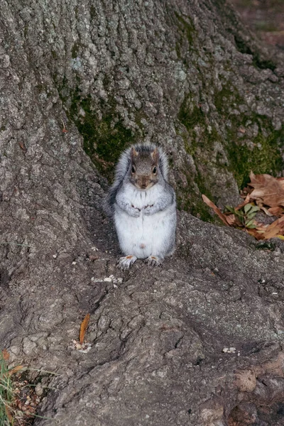 Σκίουρος Στο Πάρκο Πρώτο Πλάνο Viriginia Ηνωμένες Πολιτείες — Φωτογραφία Αρχείου