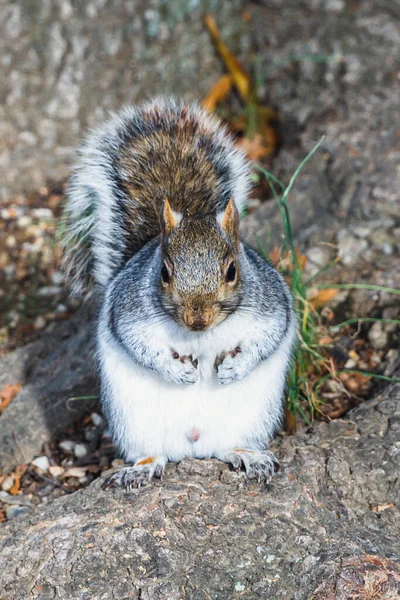 Eichhörnchen Park Vordergrund Viriginia Vereinigten Staaten — Stockfoto