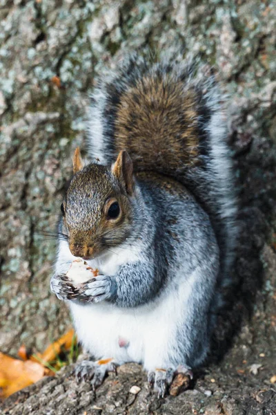Squirrel Park Foreground Viriginia United States — Stock Photo, Image
