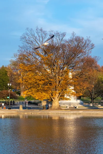 首都里的花园和秋天的树 美国华盛顿特区 — 图库照片