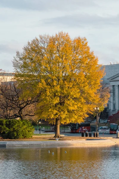 stock image Gardens and autumn trees in the capitol. Washington DC, United States.