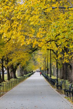 Anayasa Bahçeleri 'nde renkli sonbahar ağaçları. Washington D.C. Amerika Birleşik Devletleri.