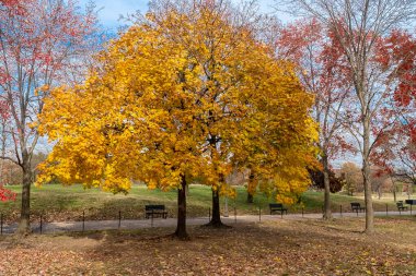 Anayasa Bahçeleri 'nde renkli sonbahar ağaçları. Washington D.C. Amerika Birleşik Devletleri.