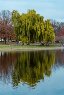 Göl ve suda yansıması olan Anayasa Bahçeleri. Washington D.C. Birleşik Devletleri.