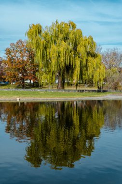Göl ve suda yansıması olan Anayasa Bahçeleri. Washington D.C. Birleşik Devletleri.