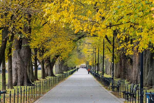 Красочные Осенние Деревья Конституционном Саду Вашингтон Соединенные Штаты — стоковое фото