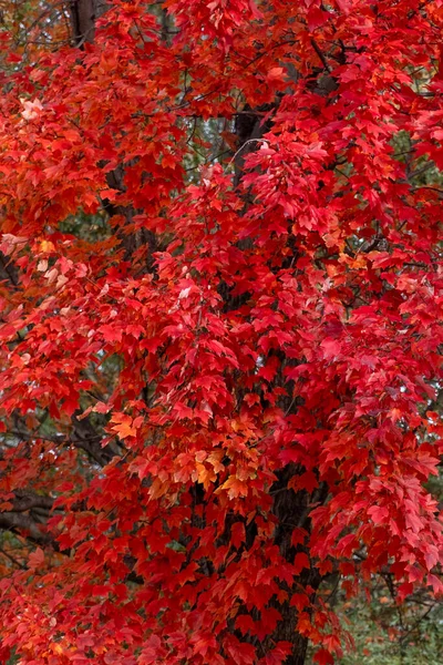 Kolorowe Jesienne Drzewa Ogrodach Konstytucyjnych Washington Stany Zjednoczone — Zdjęcie stockowe