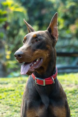 Doğada kahverengi doberman köpek portresi. Venedik, Antioquia, Kolombiya.