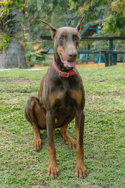 Brown Doberman Dog Portrait Nature Venecia Antioquia Colombia — Stock Photo, Image