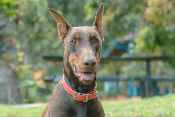 ブラウンドーバーマン犬の肖像画自然の中で コロンビアのアンティオキア州ヴェネシア — ストック写真