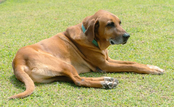 Porträt Eines Schönen Hundes Auf Dem Rasen Des Hofes Kolumbien — Stockfoto