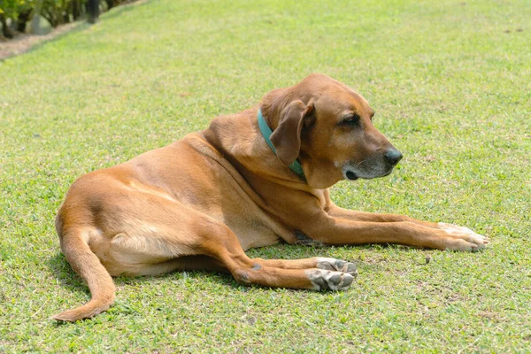 Portrait Beautiful Dog Lawn Farm Colombia — Stock Photo, Image