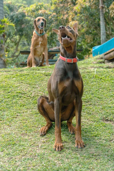 Brown Doberman Dog Portrait Nature Venecia Antioquia Colombia — Stock Photo, Image