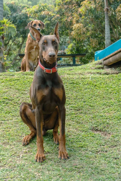 Doğada Kahverengi Doberman Köpek Portresi Venedik Antioquia Kolombiya — Stok fotoğraf