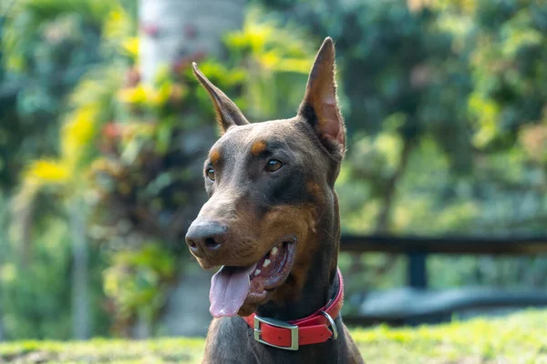 Портрет Собаки Бурого Добермана Природе Venecia Antioquia Колумбия — стоковое фото