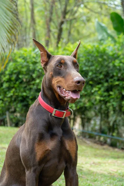 Doğada Kahverengi Doberman Köpek Portresi Venedik Antioquia Kolombiya — Stok fotoğraf