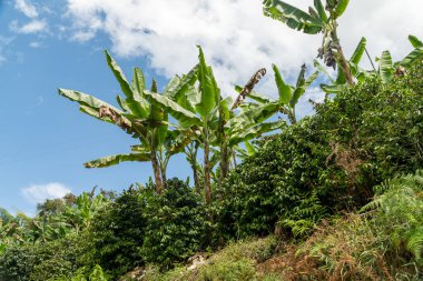 Çimenlerdeki sarı çiçeğe yakın plan. Kolombiya.