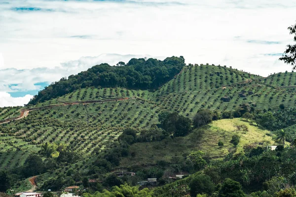 Montanha Com Plantação Abacate Paisagem Rural Jerico Antioquia Colômbia — Fotografia de Stock