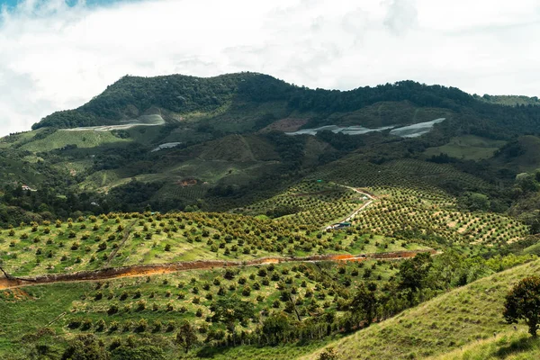 Góra Plantacją Awokado Wiejskim Krajobrazem Jerico Antioquia Kolumbia — Zdjęcie stockowe