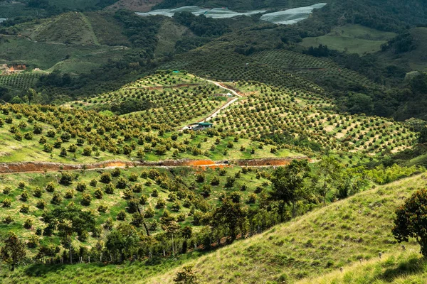 Гора Плантацией Авокадо Сельским Пейзажем Херико Антиокия Колумбия — стоковое фото