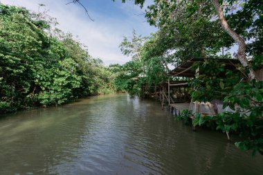 Mangrovlarla dolu doğal bir orman. Kolombiya.