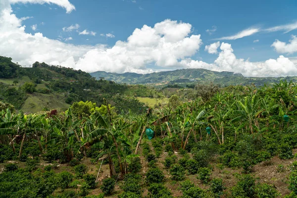 바나나 재배와 제리코 오키아 콜롬비아 — 스톡 사진
