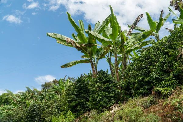 바나나 재배와 제리코 오키아 콜롬비아 — 스톡 사진