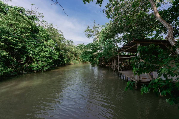 stock image Jungle natural landscape with mangroves. Colombia.