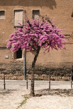 Güzel pembe ağaç ve şehir binaları ön cephede. Granada, İspanya.