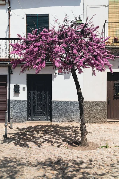 Vackra Rosa Träd Och Stadsbyggnader Fasad Granada Spanien — Stockfoto