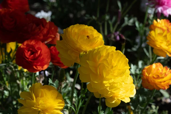 Planda Güzel Çiçekler Olan Bir Arka Plan Granada Spanya — Stok fotoğraf