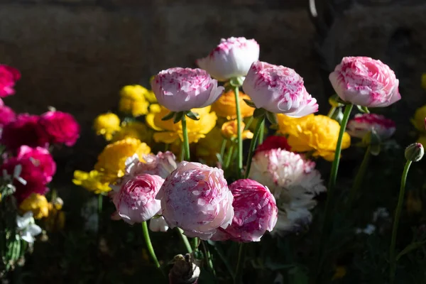 Fundo Com Belas Flores Primeiro Plano Granada Espanha — Fotografia de Stock
