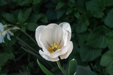 Çiçek bahçeleri genelevi ve alhambra. İspanya, Grenada.