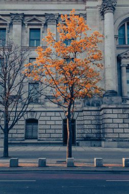 Şehrin dışındaki güzel bir ağaç. Berlin, Almanya. 