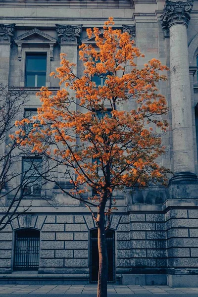 Şehrin dışındaki güzel bir ağaç. Berlin, Almanya. 